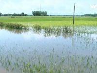 Phú Yên: 6.000 ha lúa Hè Thu bị ảnh hưởng do bão số 4