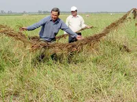 Nông dân An Giang thất thu lúa mùa nổi vì lũ nhỏ