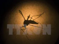 Mỹ thử nghiệm vaccine phòng ngừa virus Zika trên cơ thể người