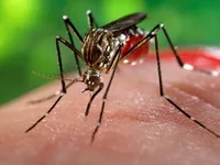 Muỗi truyền virus Zika đang rất phổ biến tại Hà Nội