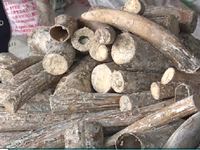 TP.HCM: Bắt 1 tấn ngà voi giấu trong thân gỗ nhập lậu