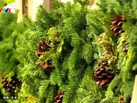 Sức hút của cây thông Noel truyền thống tại Mỹ