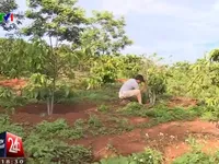 Nông dân Đắk Nông tự tay chặt bỏ vườn cafe vì phân bón giả