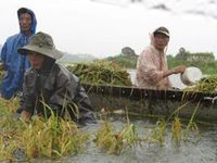 Hàng nghìn hecta lúa, hoa màu tại nhiều địa phương bị ngập úng sau bão số 1