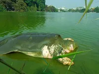 Hoan Kiem Lake's 100-year-old turtle dies