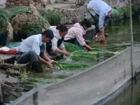 Cận cảnh rau, hành được “tắm” bằng... nước thải đen kịt để vào siêu thị