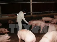 No evidence of salbutamol sale for animal breeding