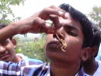 Lễ hội bọ cạp Ấn Độ - Sự kiện không dành cho những người yếu tim