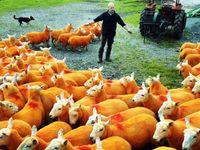 Nhuộm lông màu cam cho 800 chú cừu để... chống trộm