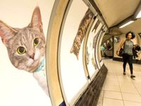 Hàng trăm chú mèo 'chiếm lĩnh' ga tàu điện ngầm tại London