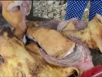 Phát hiện thịt heo rừng bốc mùi hôi thối tại Bình Phước