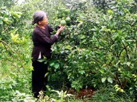 Canh oranges a hit in Ha Noi