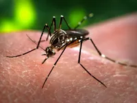 Không có muỗi truyền virus Zika tại Đà Nẵng