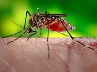 WHO cảnh báo nguy cơ Zika lan rộng tại châu Á - Thái Bình Dương