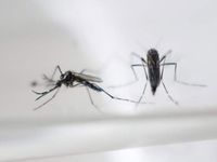 Phát hiện virus Zika trong muỗi vằn tự nhiên ở Nha Trang