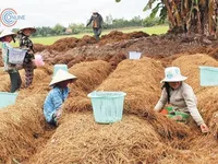 Businessman arrested over pyramid scheme