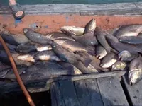 Mass fish kill in Hà Tĩnh blamed on sewage discharge