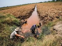 Hạn mặn gây tác động lâu dài đến phụ nữ và trẻ em