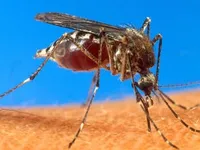 Health ministry recommends preventive measures against yellow fever