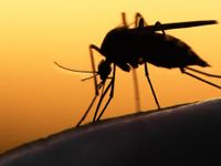 5 trường hợp nhiễm Zika, Bộ Y tế ráo riết giám sát