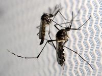 WHO: Virus Zika có nguy cơ lan rộng tại châu Á - Thái Bình Dương