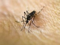 Philippines xác nhận ca nhiễm virus Zika đầu tiên