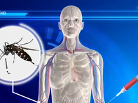 TP.HCM dập dịch Zika tại 3 điểm nóng