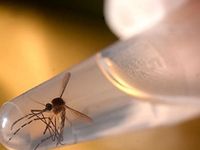 Mỹ: Bang Florida khoanh vùng lây nhiễm Zika thứ hai tại Miami