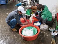 Poultry sale, slaughter raise avian flu fears