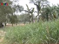 Quảng Nam: Nguy cơ mất l&agrave;ng do sạt lở