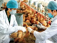 Cúm A/H7N9 có độc lực cao nhất từ trước đến nay