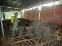 Ha Tinh announces new avian flu A/H5N1 outbreak