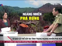 Vì sao xảy ra tình trạng ngang nhiên phá rừng?