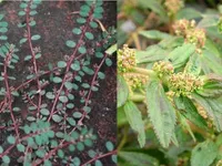 T&aacute;c dụng chữa bệnh của c&acirc;y cỏ sữa l&aacute; nhỏ