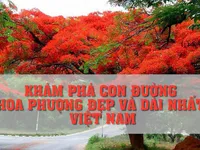 Khám phá con đường hoa phượng đẹp và dài nhất Việt Nam