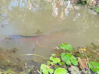 C&aacute; lạ nặng 100kg ở Tiền Giang thu h&uacute;t người d&acirc;n đến xem