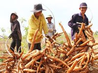 Ninh Thuận: Hỗ trợ đất ở, đất sản xuất cho hộ dân tộc thiểu số