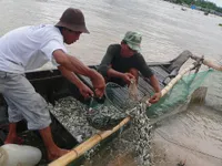 Tình hình đánh bắt thủy sản tại ĐBSCL gặp nhiều thuận lợi