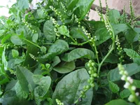 Trị mụn nhọt bằng c&acirc;y l&aacute; trong vườn