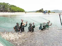 Bảo hiểm nông nghiệp: Mở rộng đối tượng được bảo hiểm, thúc đẩy người tham gia