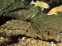 Phát hiện loại bọt biển có thể chữa ung thư tuyến tụy