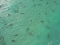 Hệ thống mới ph&aacute;t hiện c&aacute; mập tại Australia