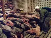 Ecuador bắt giữ t&agrave;u c&aacute; chở 300 tấn c&aacute; mập