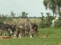 Nam Phi ngăn chặn nạn buôn bán lừa để lấy da và cao