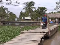 Hậu Giang: Có cầu qua sông dân vẫn phải trả tiền đò