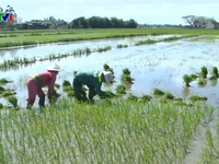 Chính phủ thống nhất mở rộng hạn điền, tích tụ ruộng đất