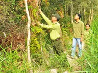 Vĩnh Phúc huy động nguồn lực phòng chống cháy rừng