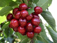 Nông dân làm giàu nhờ trồng cherry gắn với du lịch ở Trung Quốc