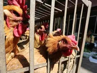 Philippines phát hiện virus cúm gia cầm H5N6