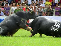 Lễ hội chọi trâu: Không quản được thì cấm?